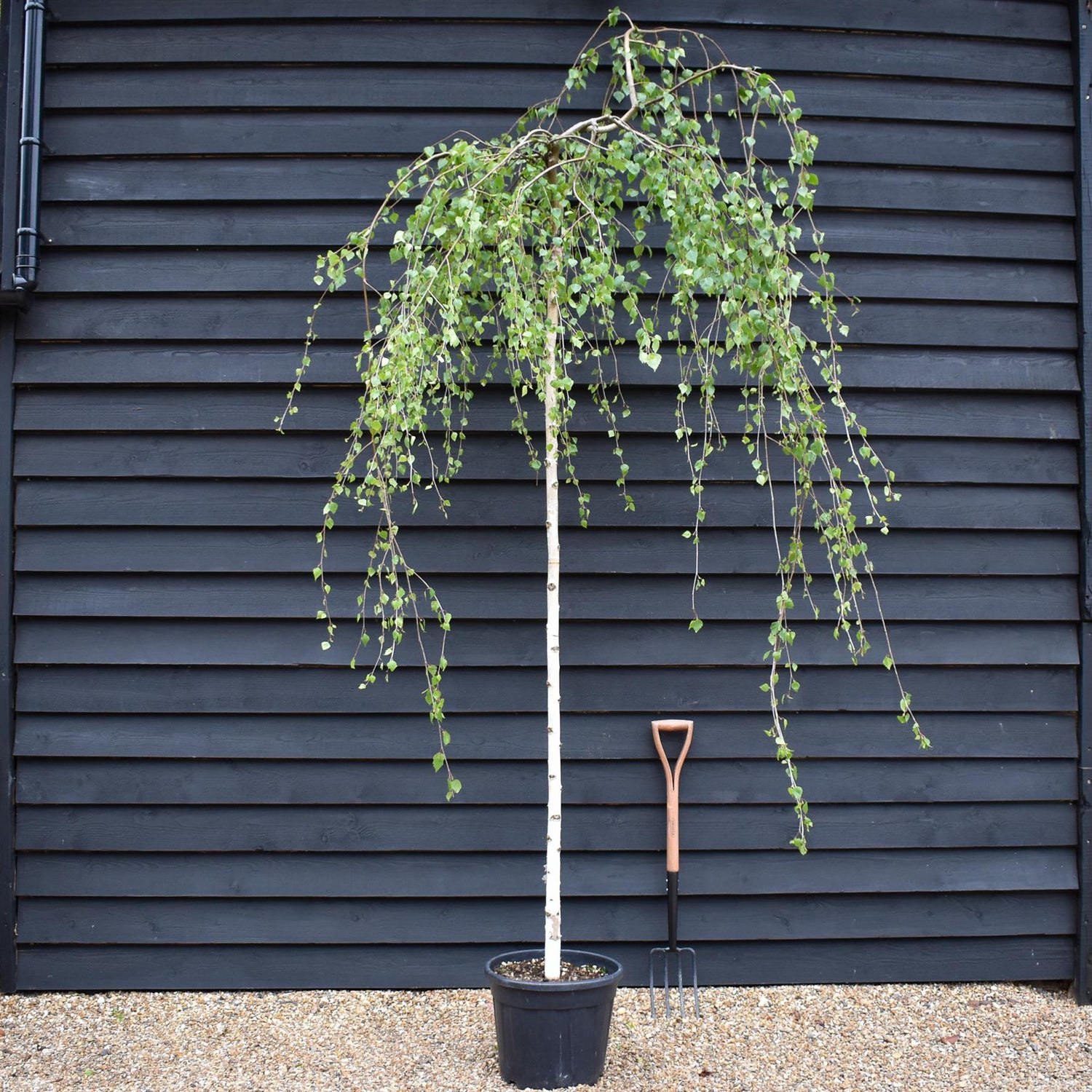 Betula pendula Youngii | Young’s Weeping Birch - Stem 210-220 - Height 250-270cm - 35lt