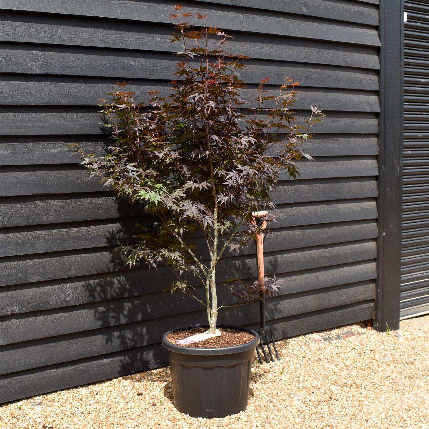 Japanese maple 'Red Emperor' | Acer palmatum - Height 140-160cm - 55lt