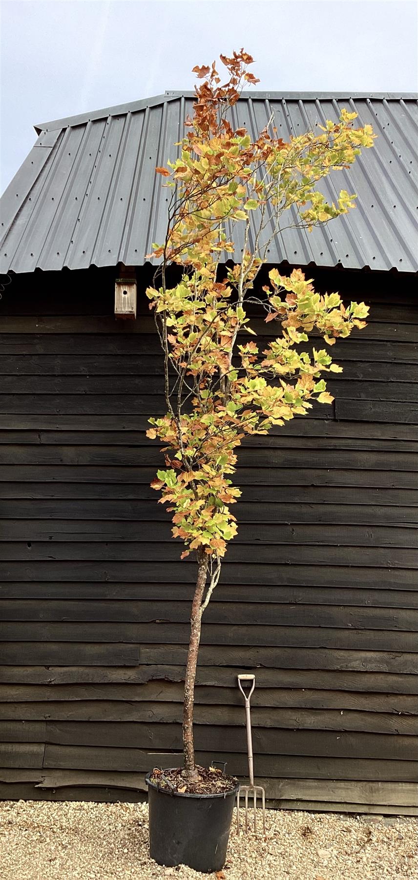 Liriodendron tulipifera 'Fastigiatum' | Tulip Tree - 70lt