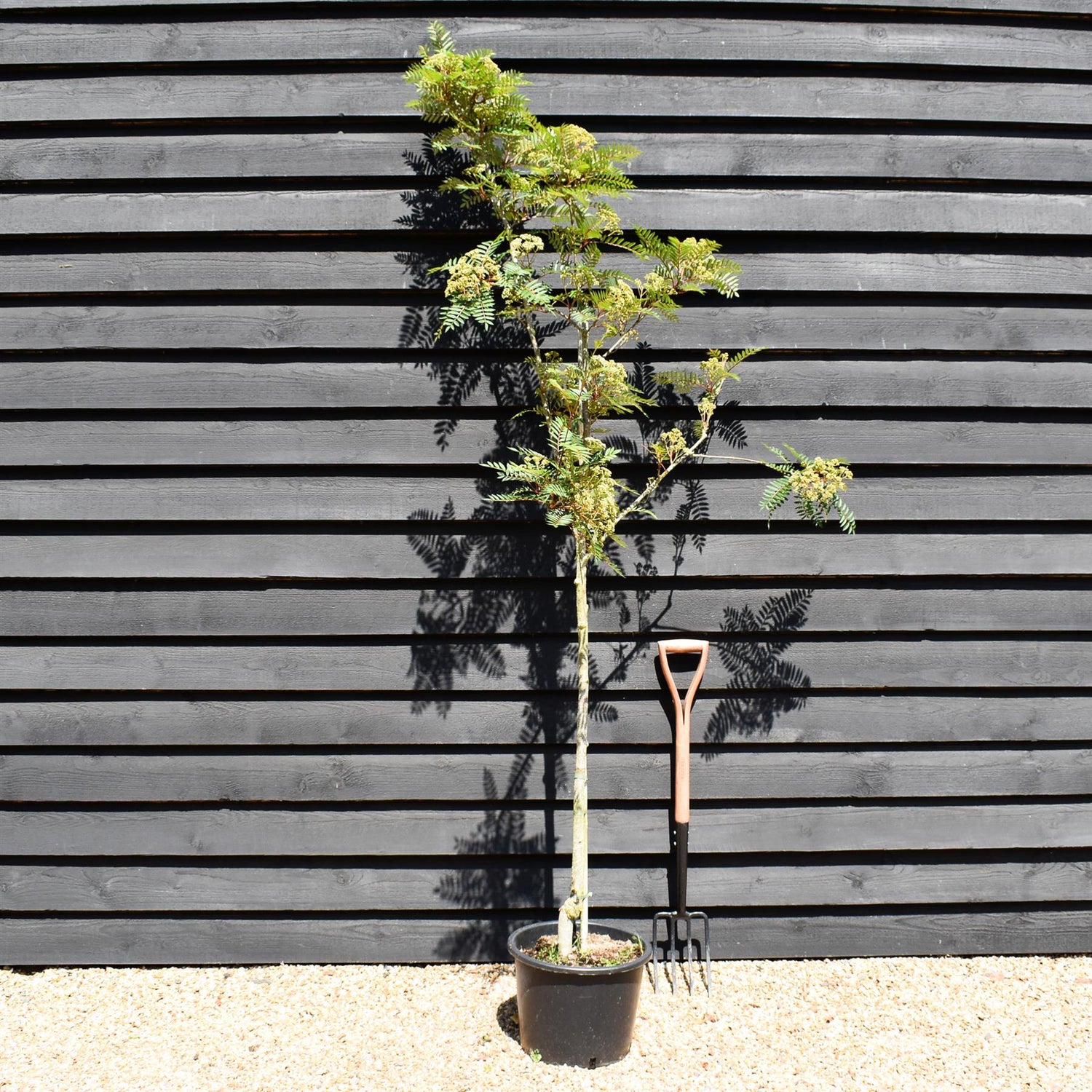 Sorbus vilmorinii | Vilmorin's Rowan 1/2 std, Clear Stem - 150-180cm, 20lt
