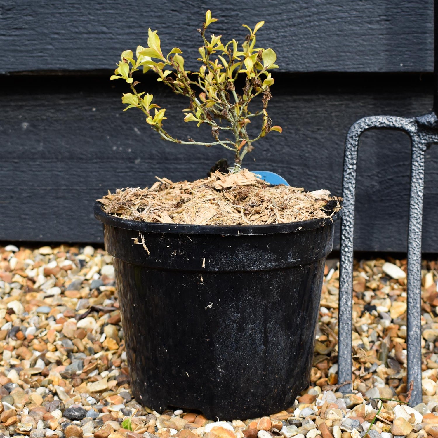 Ceratostigma willmottianum Sapphire Ring - Height 15-20cm - 2lt