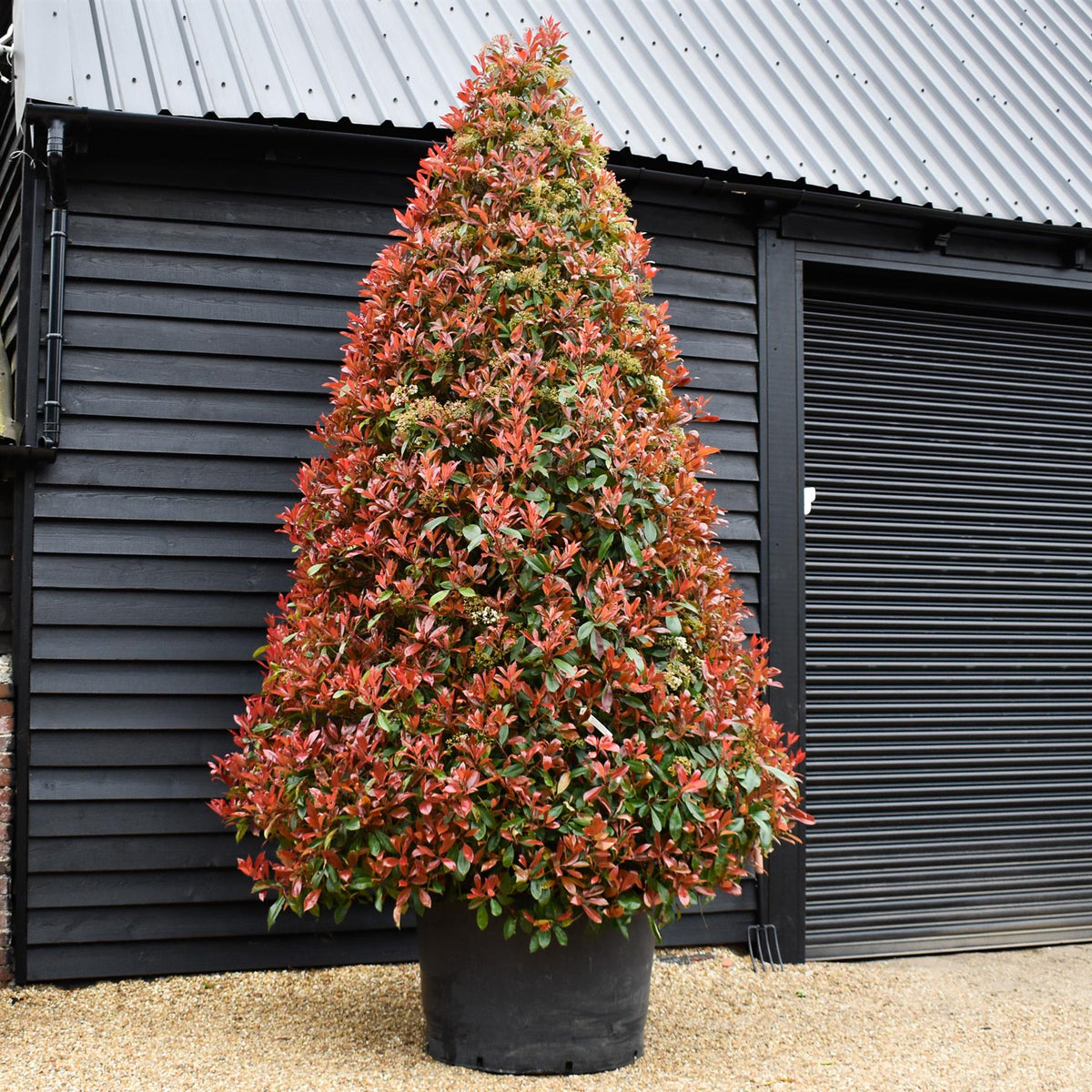 Photinia Red Robin | Christmas berry 'Little Red Robin' - Cone - Height 400-450cm - 375lt