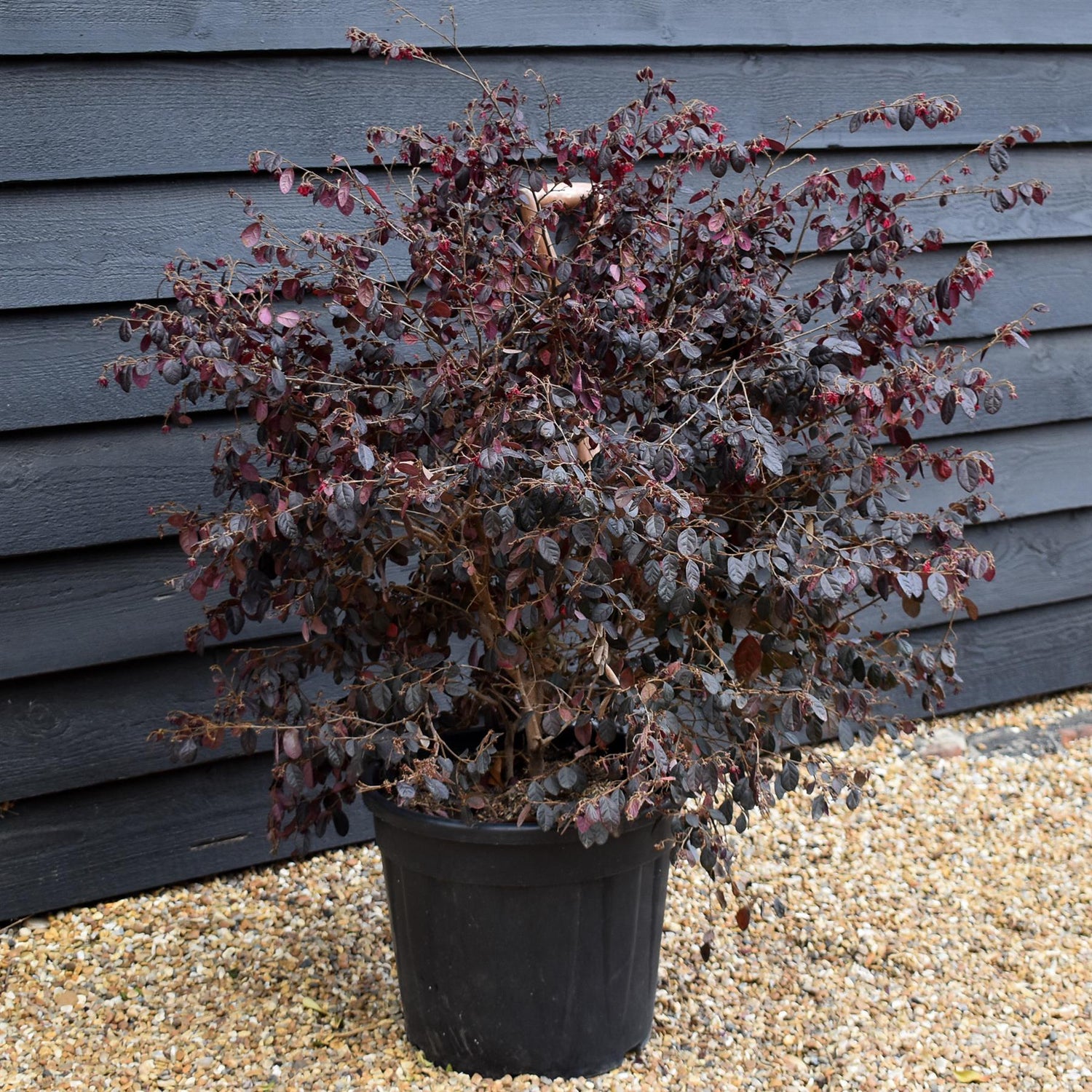Loropetalum chinense Black Pearl | Chinese Fringe Flower -  Height 80-100cm - 25lt