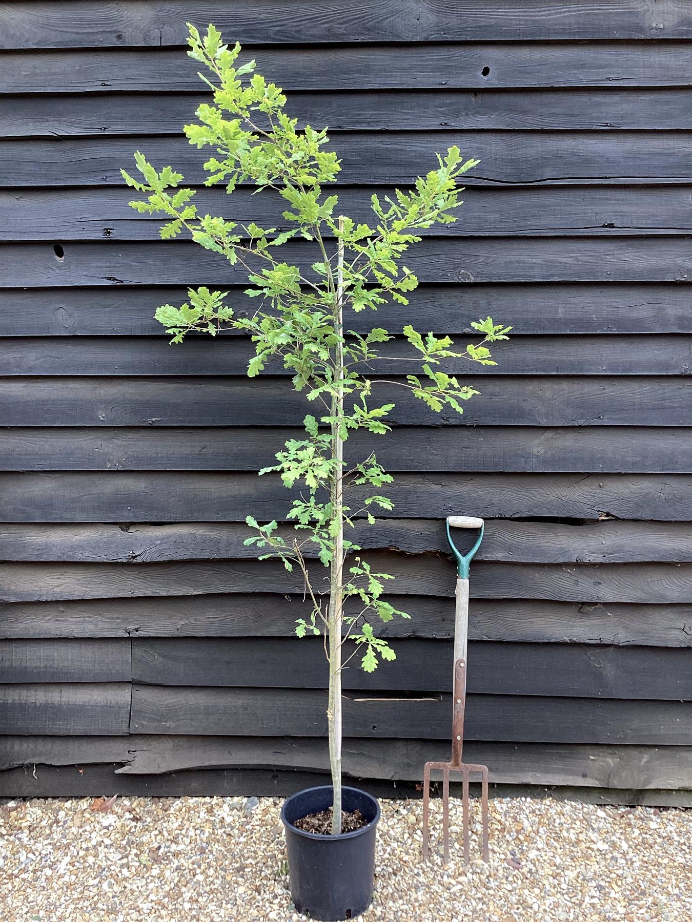 Quercus robur | English Oak - Height - 230-240cm - 12lt