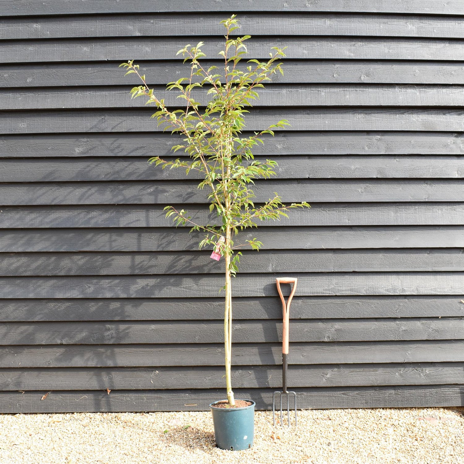 Cherry 'Okame' | Prunus 'Okame'  180-220cm - 12lt