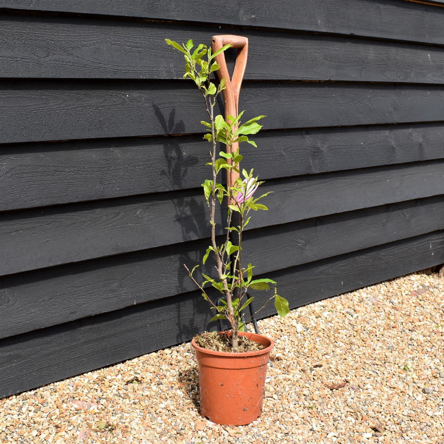 Magnolia Susan - Bush - Height 90-100cm - 5lt