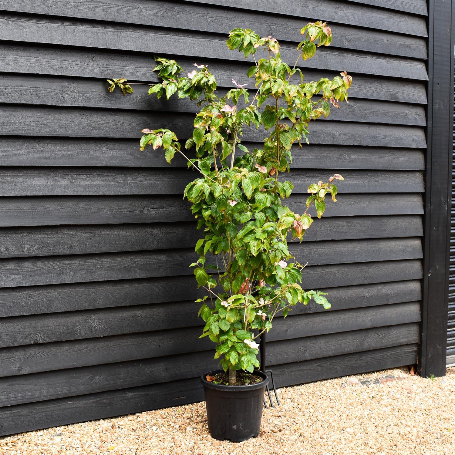 Cornus kousa 'Miss Satomi' Japanese Dogwood - Height 140-150cm - 30lt