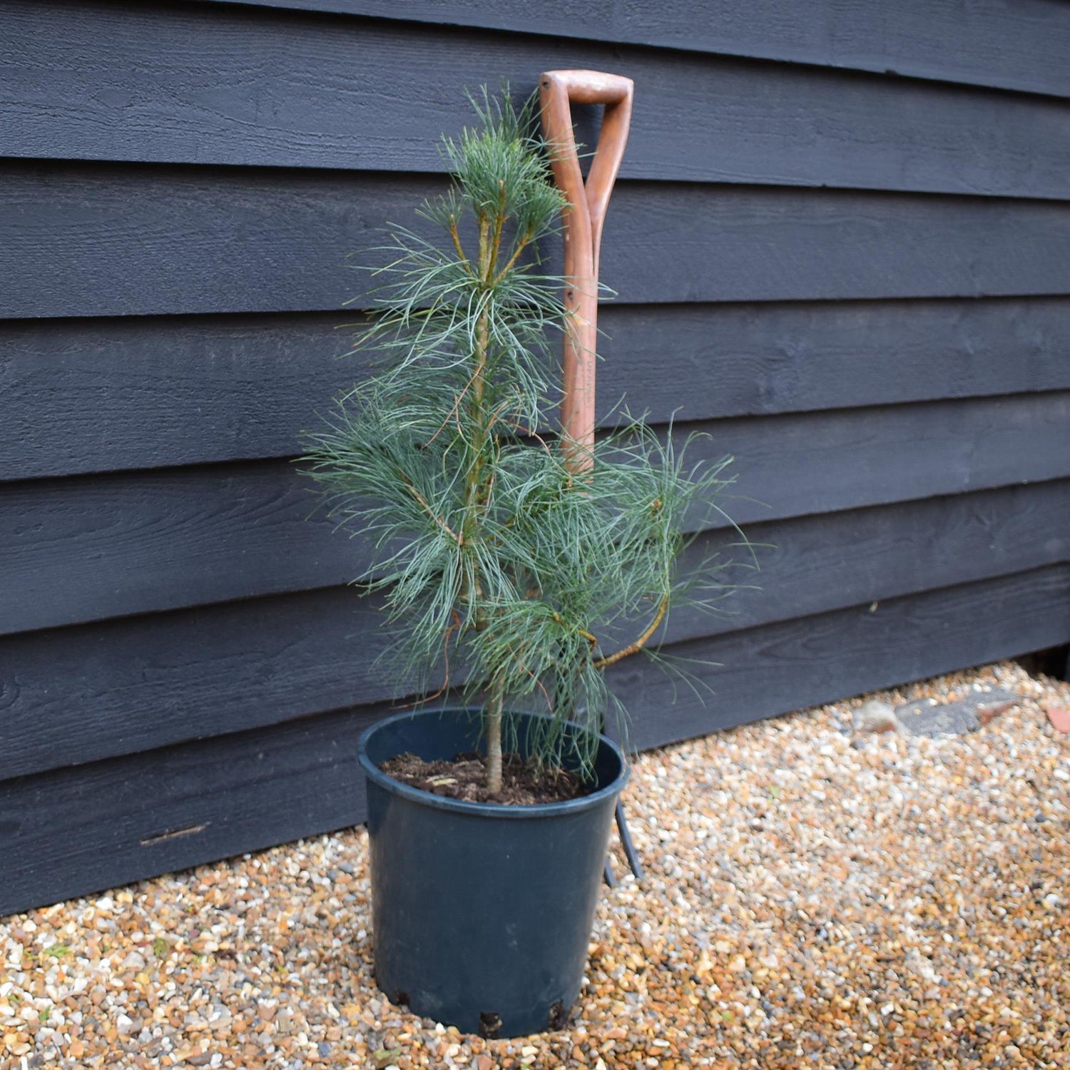 Pinus wallichiana - Bhutan Pine - Height 50-75cm - 12lt
