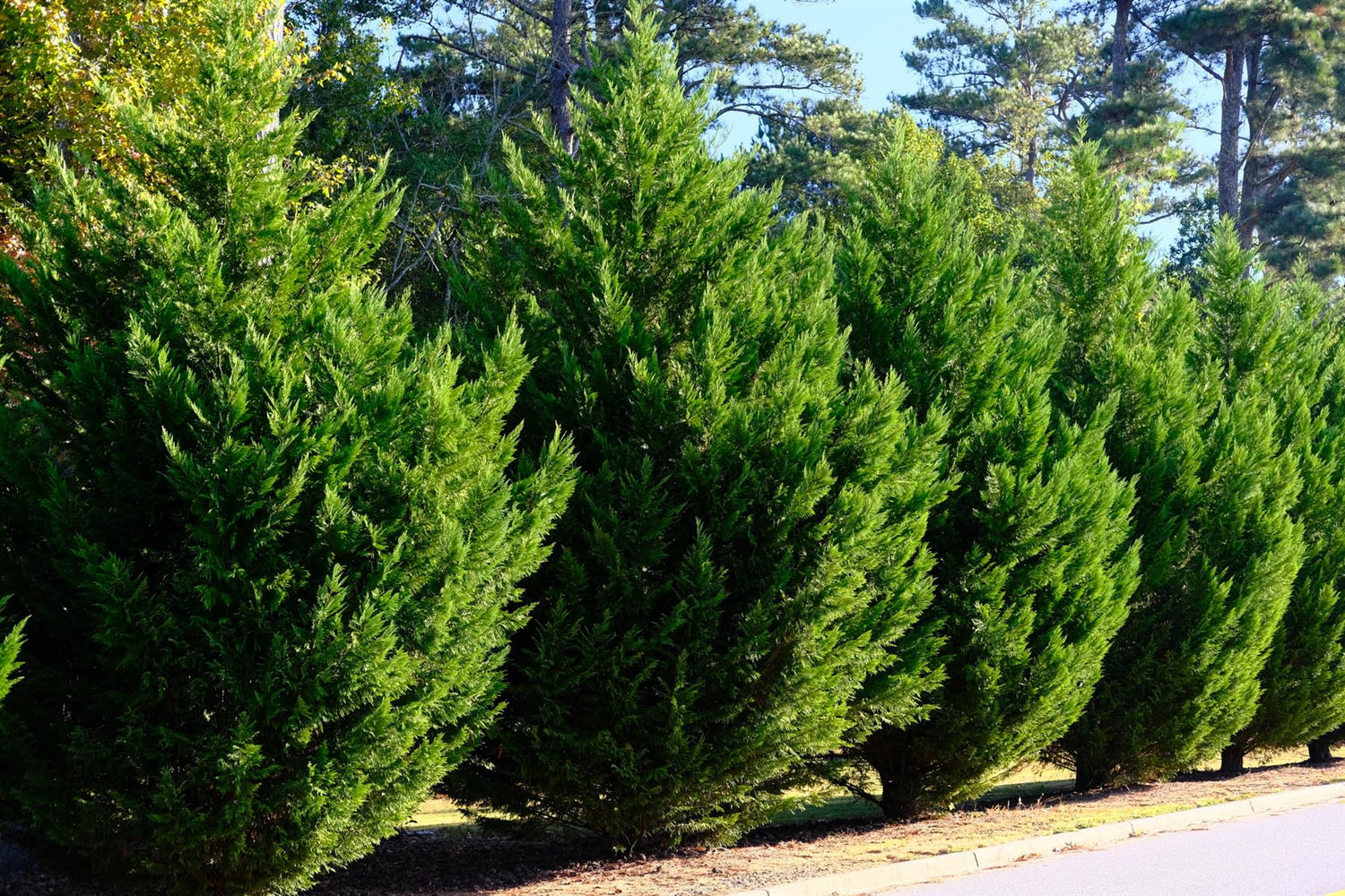 Cupressocyparis Leylandii Pyramidalis -  Height 280-300cm - 30lt