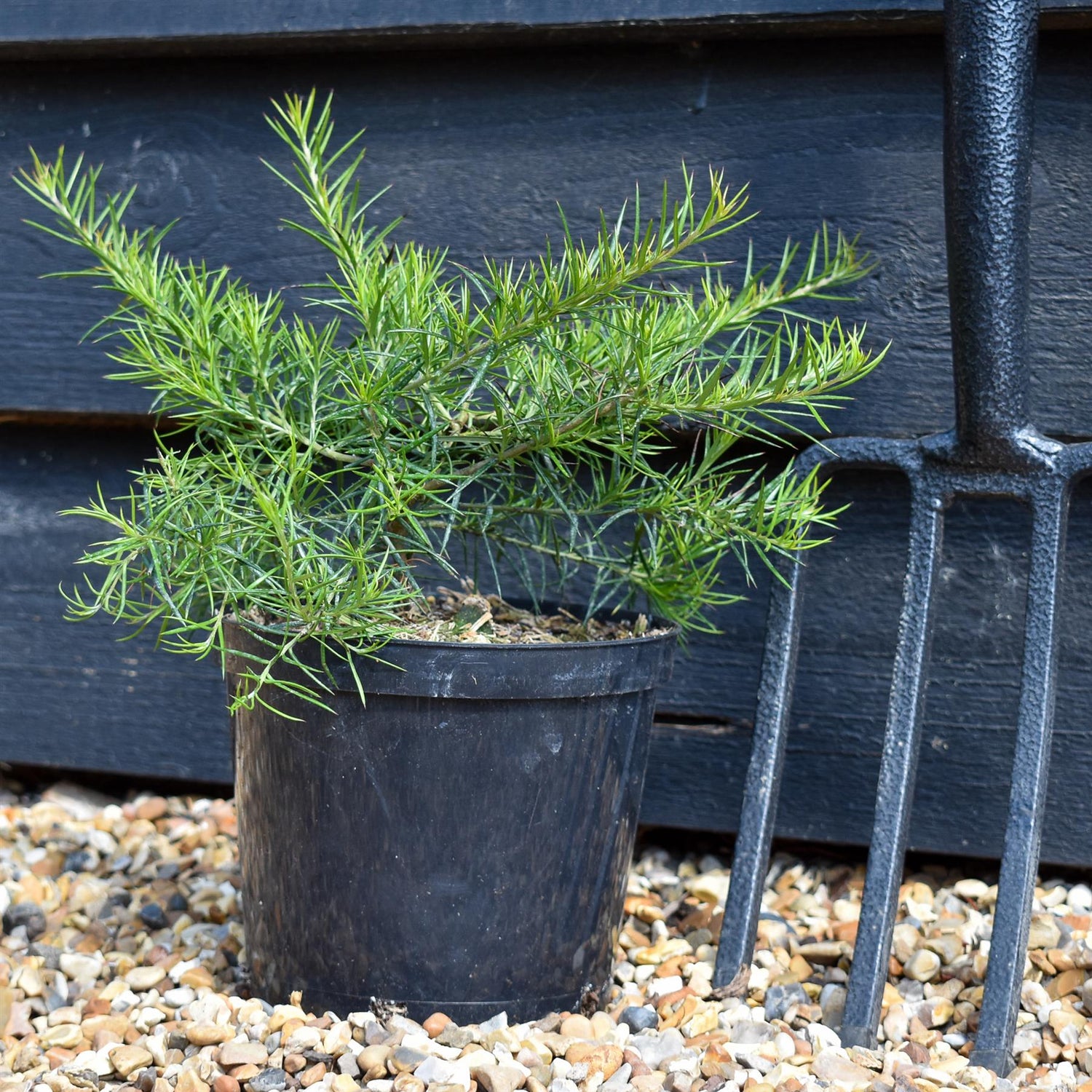 Grevillea 'Canberra Gem' - Shrub - Height 15-25cm -2lt