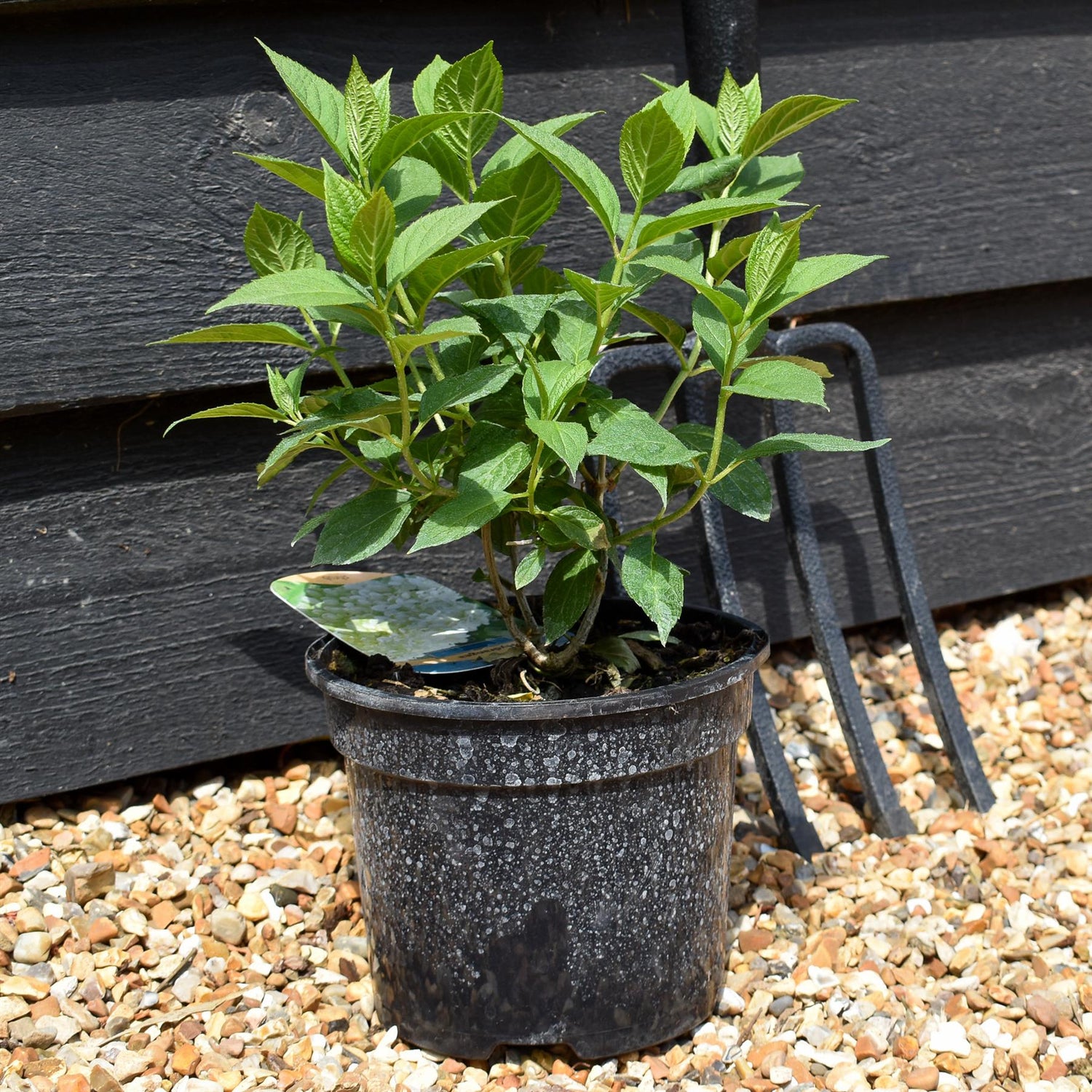 Hydrangea paniculata 'Limelight' - Shrub - Height 15-25cm - 2lt