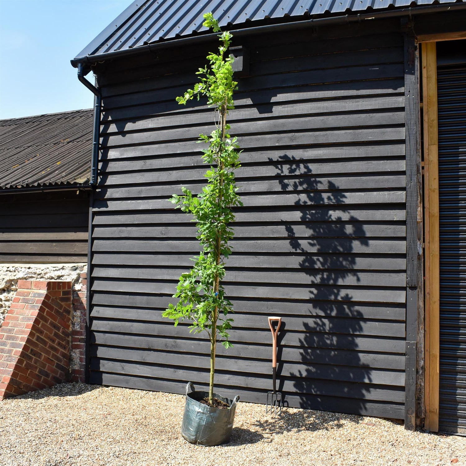 Quercus robur 'Fastigate Koster' - Feathered - Height 350-380cm - 45lt