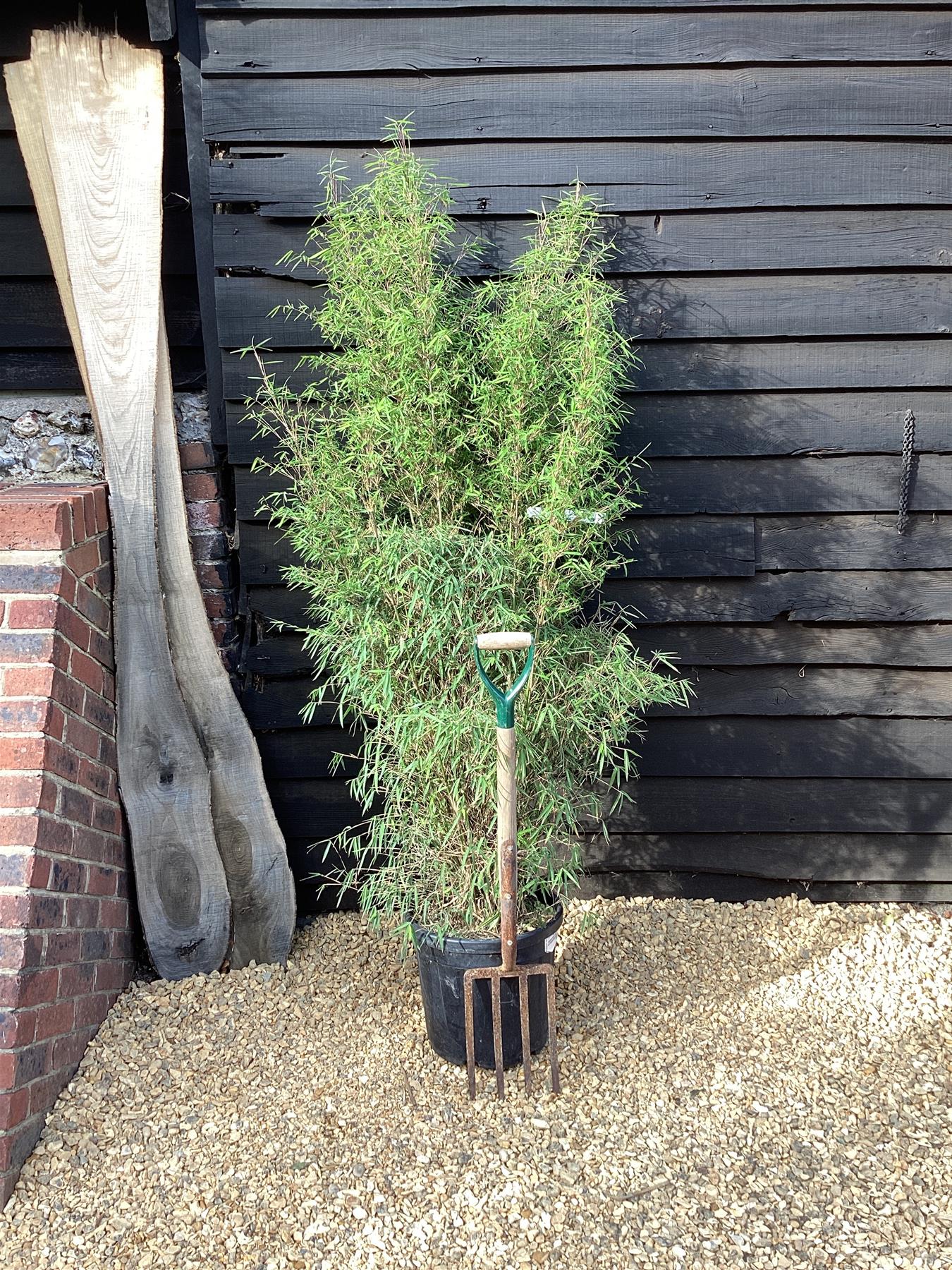 Fargesia angustissima | Narrow leaf bamboo - 200-210cm, 25lt