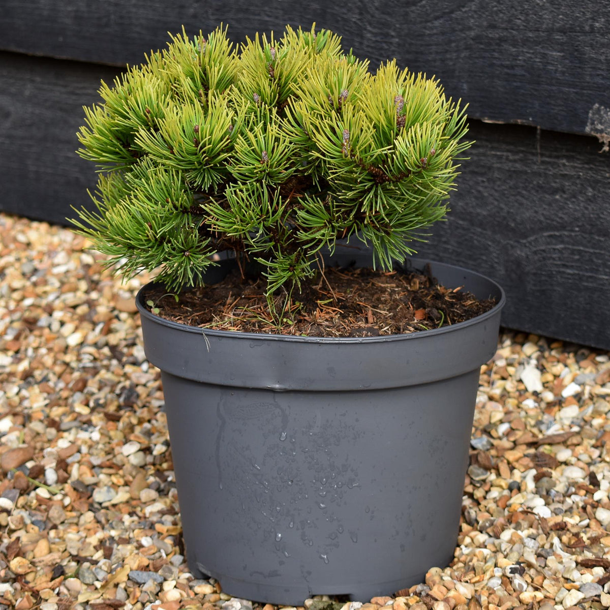 Pinus mugo 'Ophir' - Height 15-20cm - Width 20-30cm - 5lt