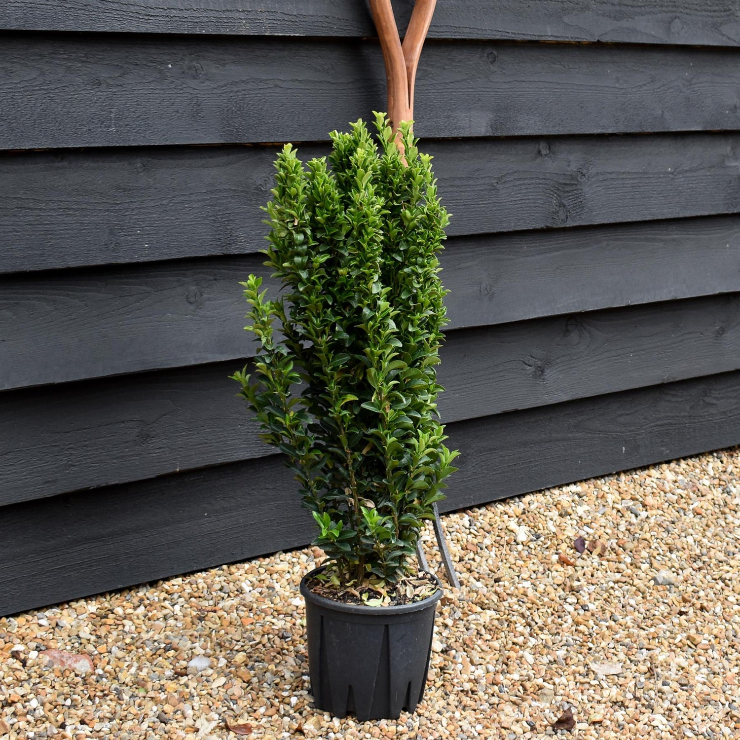 Euonymus japonicus 'Benkomasaki' | Japanese spindle - Height 60cm - 3lt