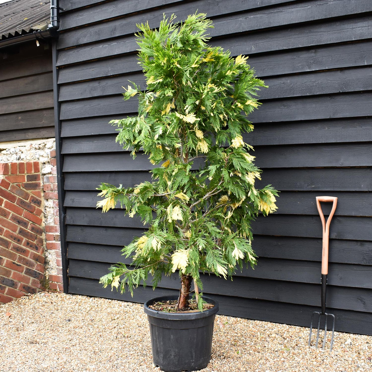 Calocedrus deodara variagata | incense cedar - Height 170-180cm - 45lt
