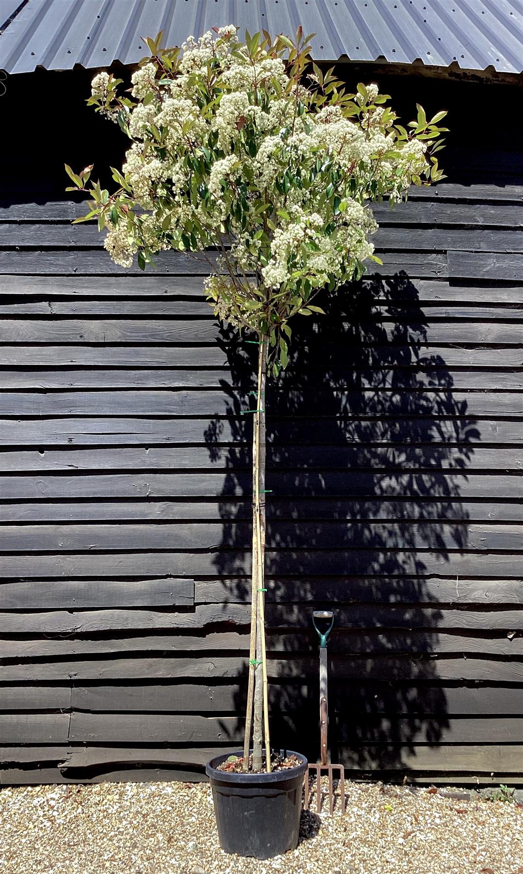 Photinia Red Robin | Christmas berry 'Red Robin' - 250-300cm - 10cm - 45lt
