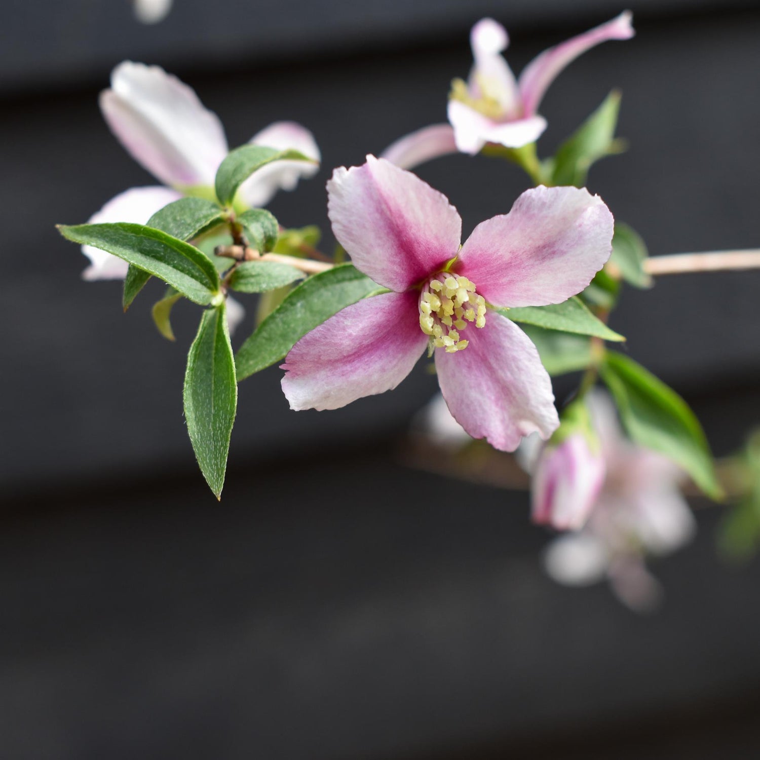 Philadelphus 'Perfumed Pink' - Shrub - Height 80-90cm -5lt