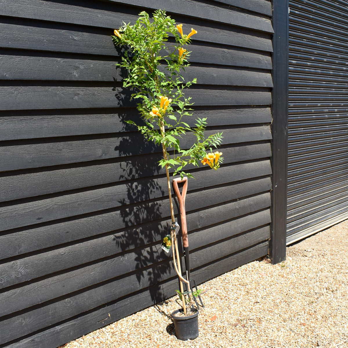 Campsis 'Flava' - Deciduous Climber - Height 180-200cm - 9lt
