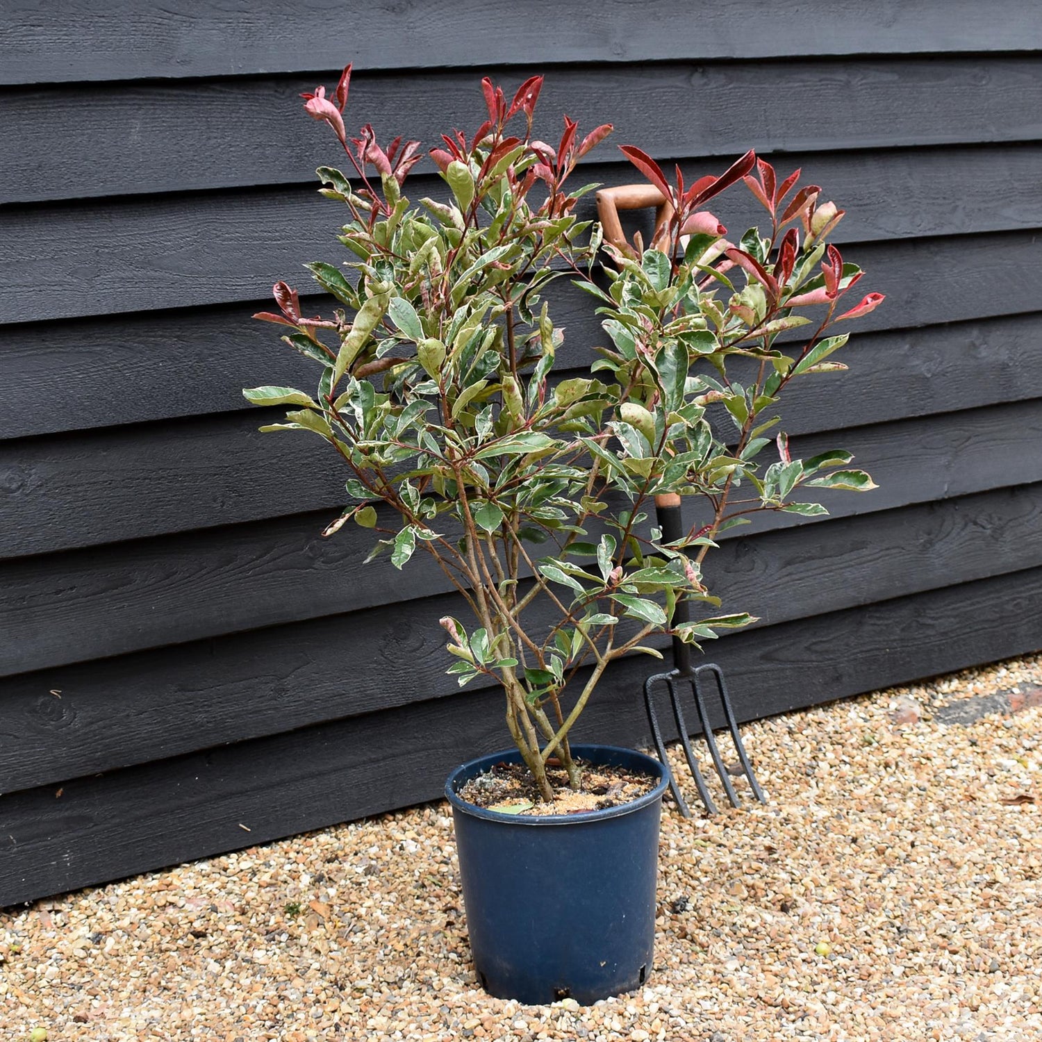 Photinia Pink Marble ('Cassini') -  Height 30-50cm - 12lt