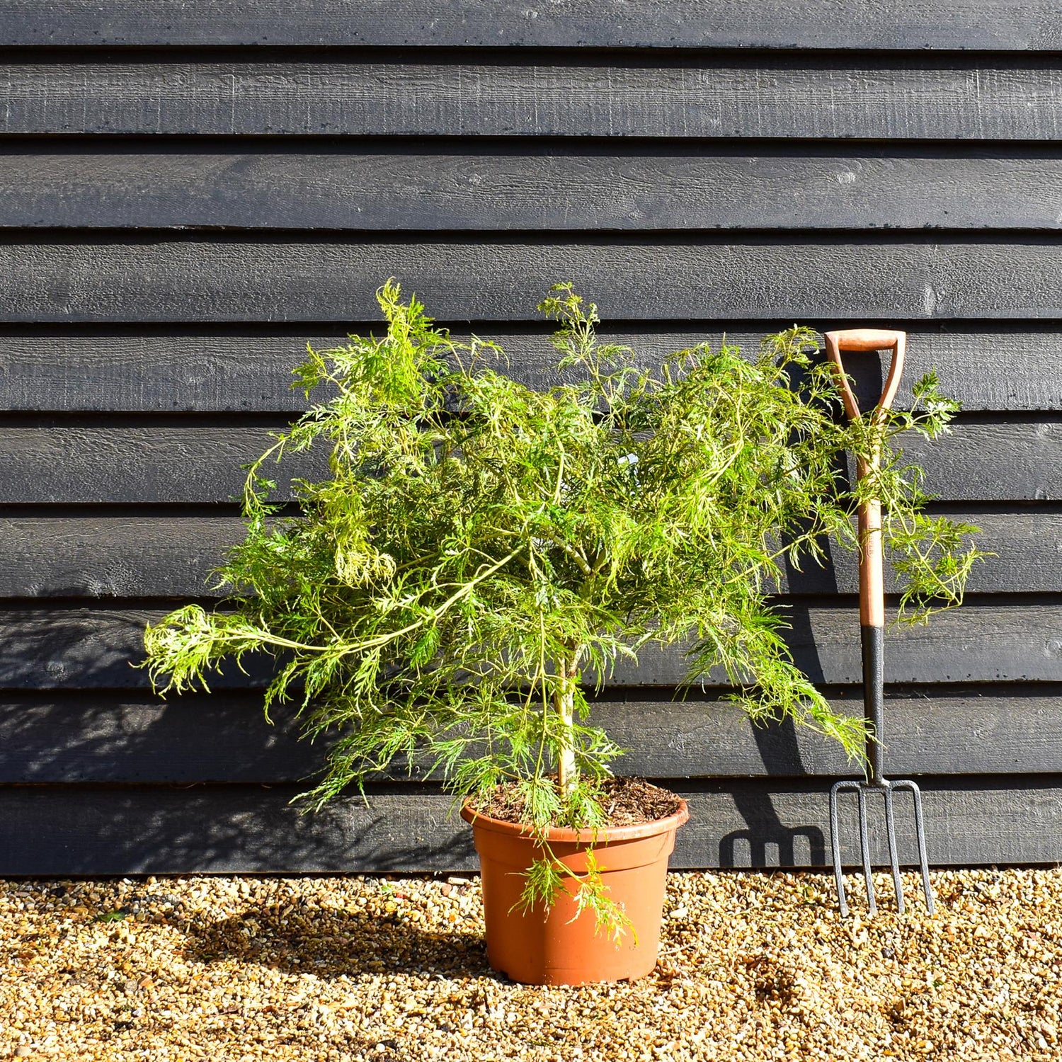 Weeping Japanese maple 'Dissectum' | Acer palmatum 'Dissectum' - Clear Stem 40cm - Height 50-70cm - 15lt