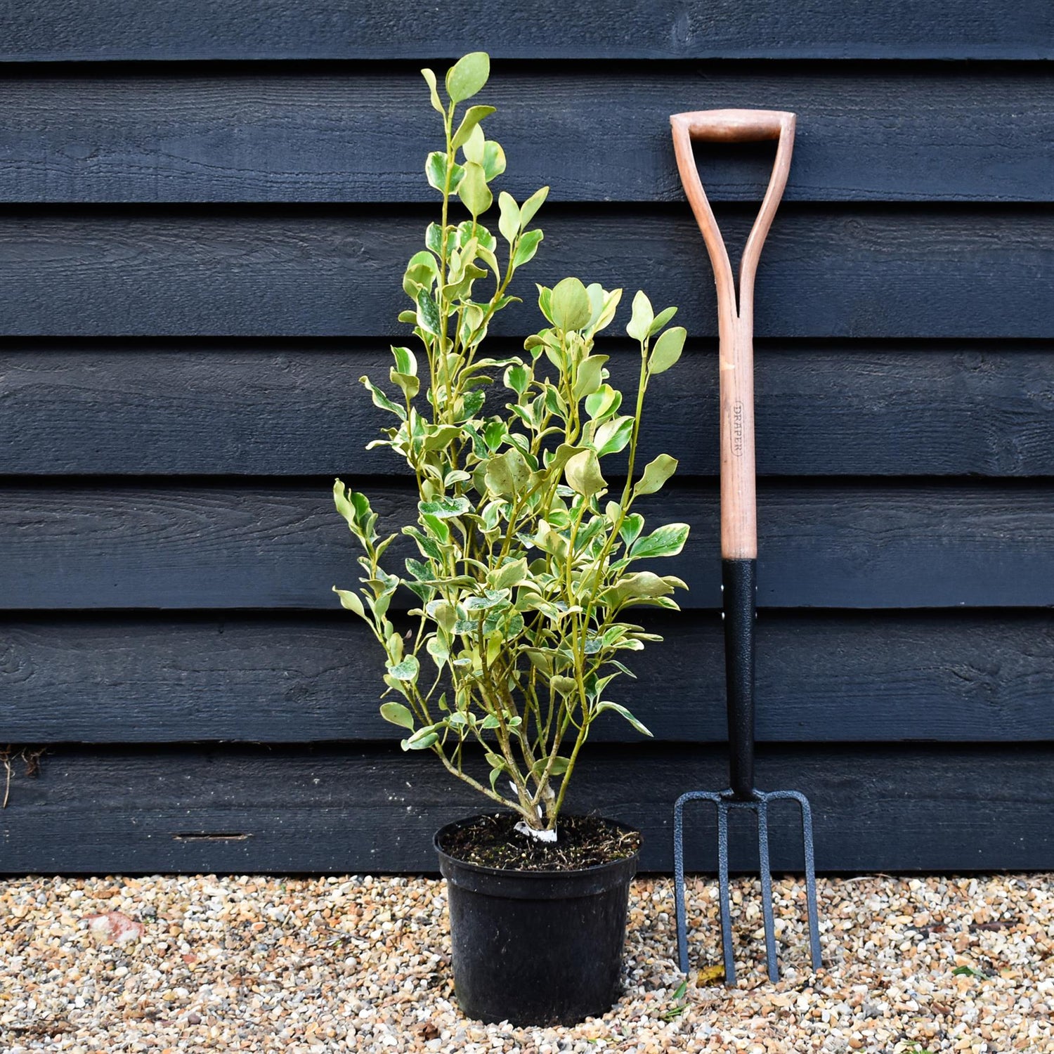 Griselinia littoralis Variegata | New Zealand Broadleaf - 80cm - 120cm - Busy - 25lt