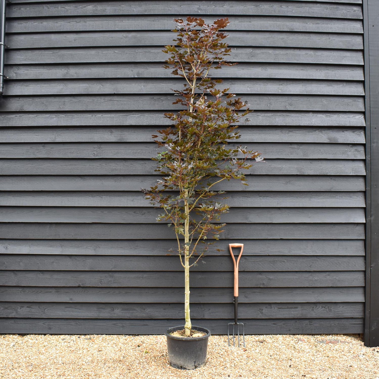 Purple Norway Maple | Acer platanoides 'Crimson Sentry' - Height 300-350cm - Girth 10-12cm - 50lt
