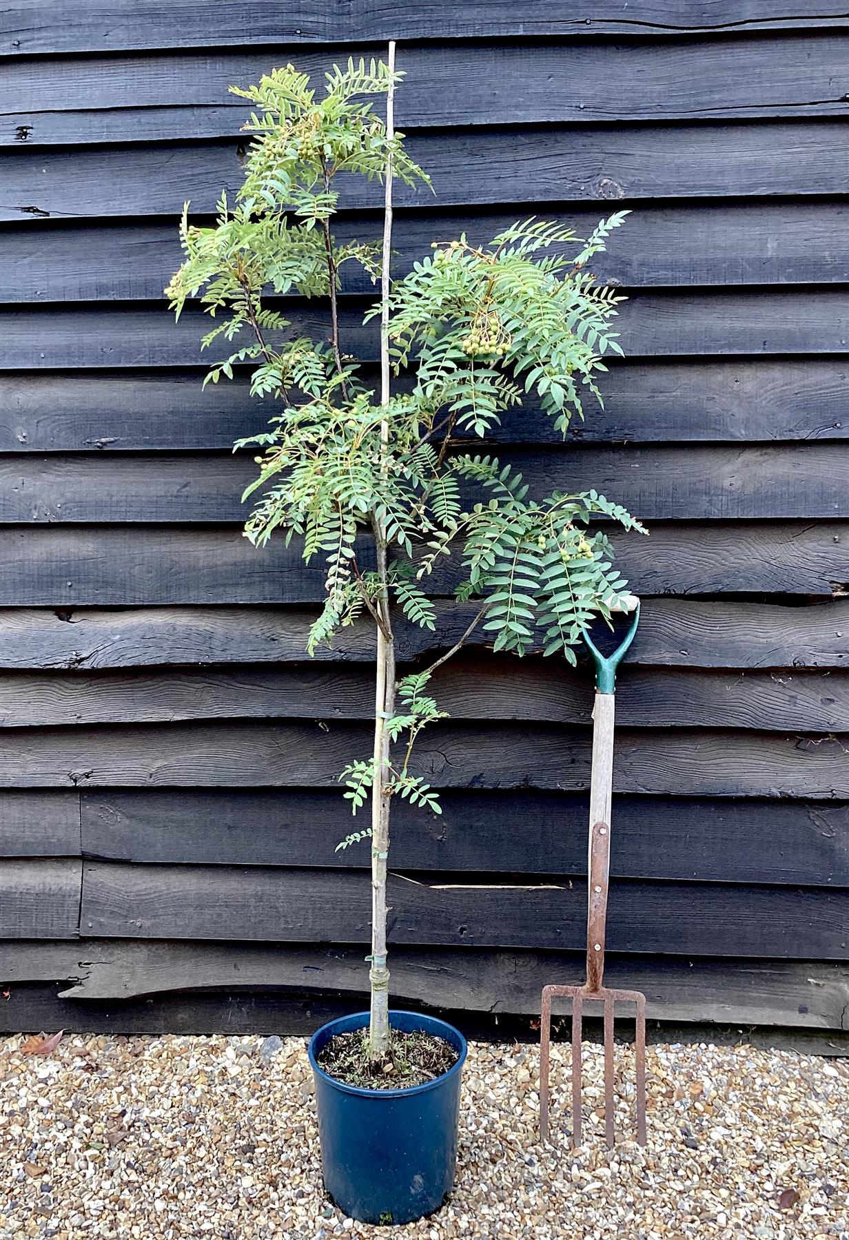 Sorbus cashmiriana | Kashmir Rowan - 200-250cm, 10lt