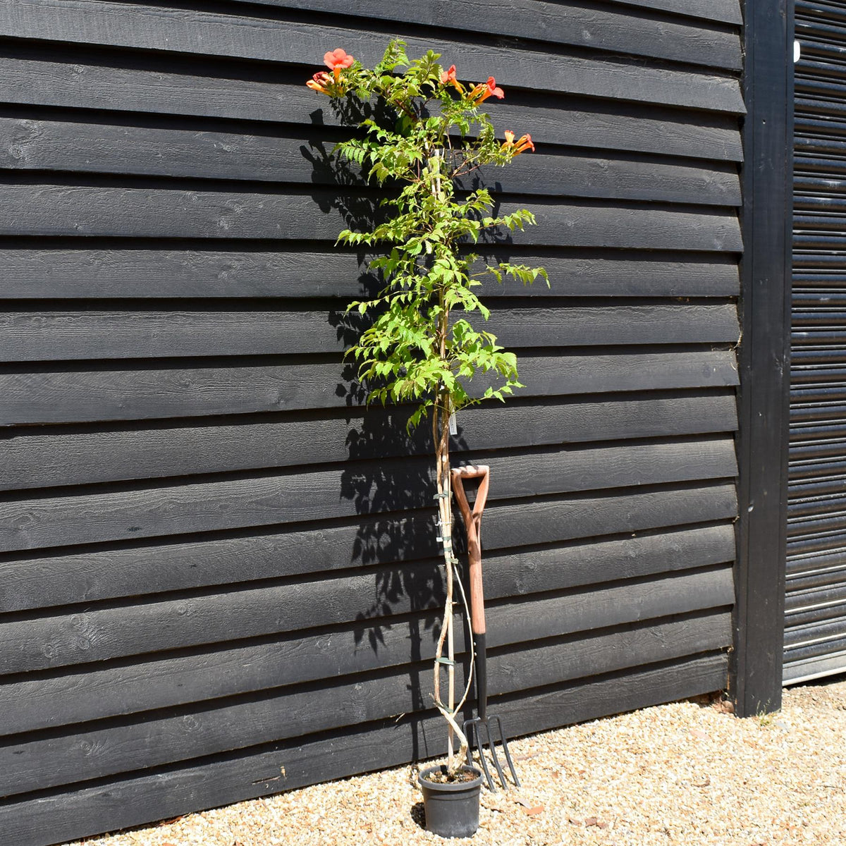 Campsis 'Madam Galen' - Deciduous Climber - Height 180-200cm - 9lt