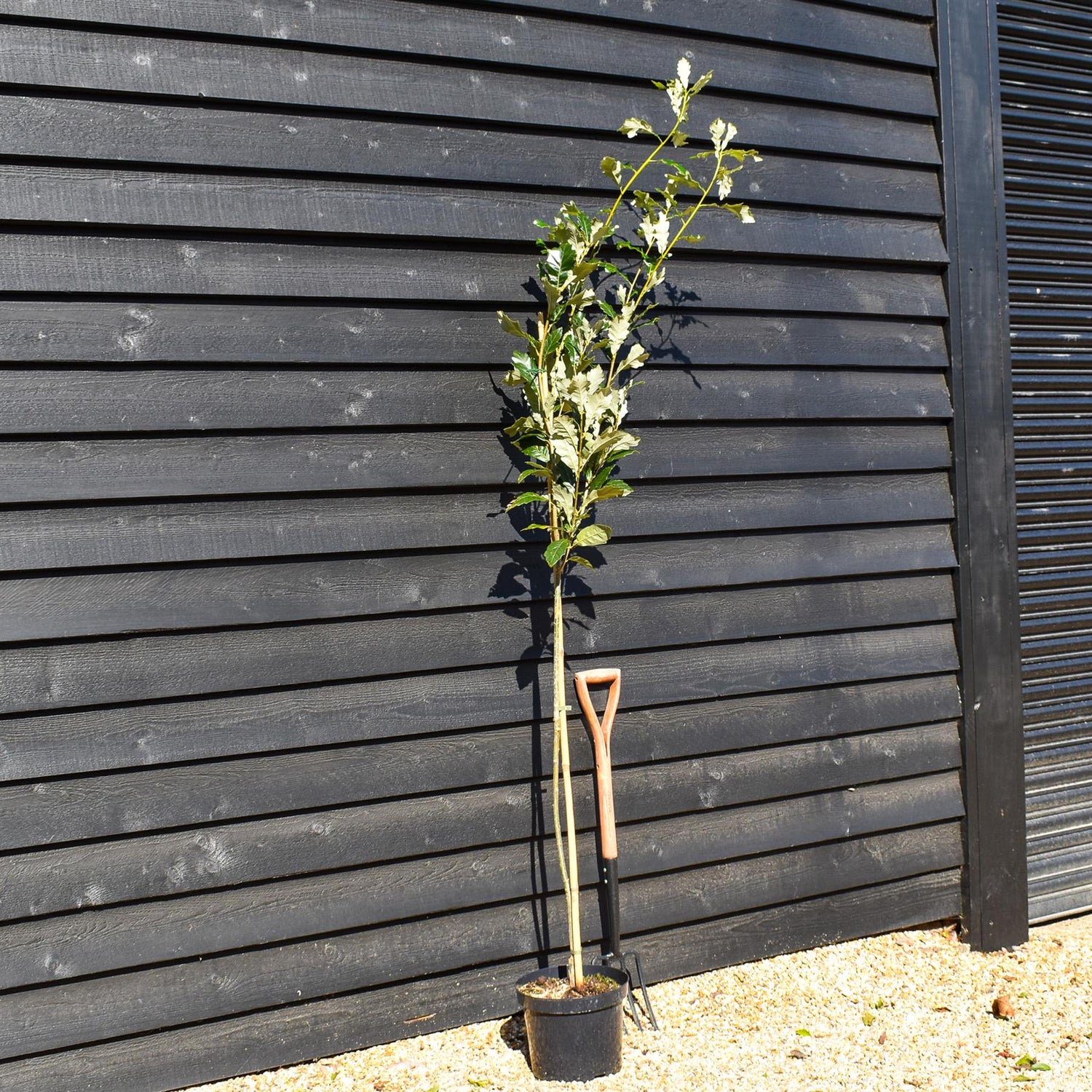 Regal Prince Oak | Quercus bicolor 'Regal Prince' - Pot Grown - 10lt