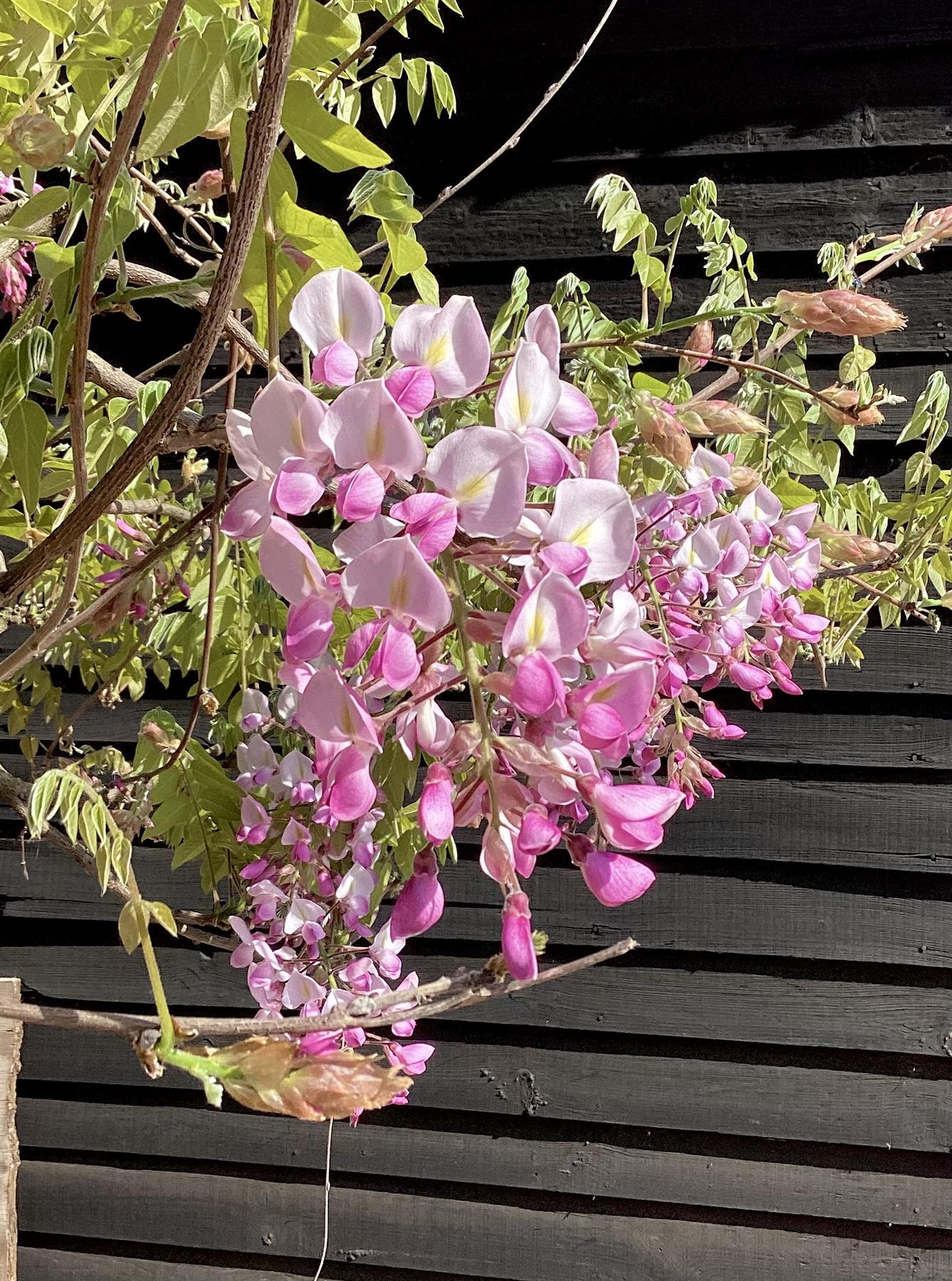 Wisteria sinensis | Chinese wisteria - 350-400cm - 16cm - Clear Stem - 180lt