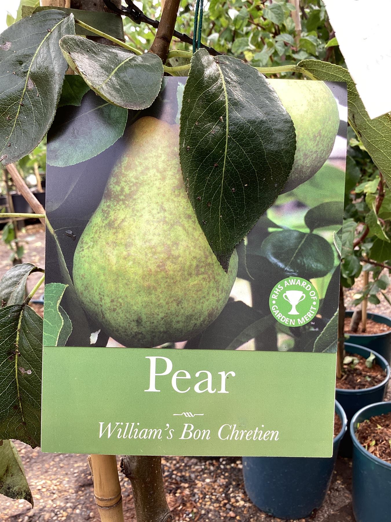 Pear 'Williams' Bon Chretien' | Pyrus communis  - 150-160cm - 12lt