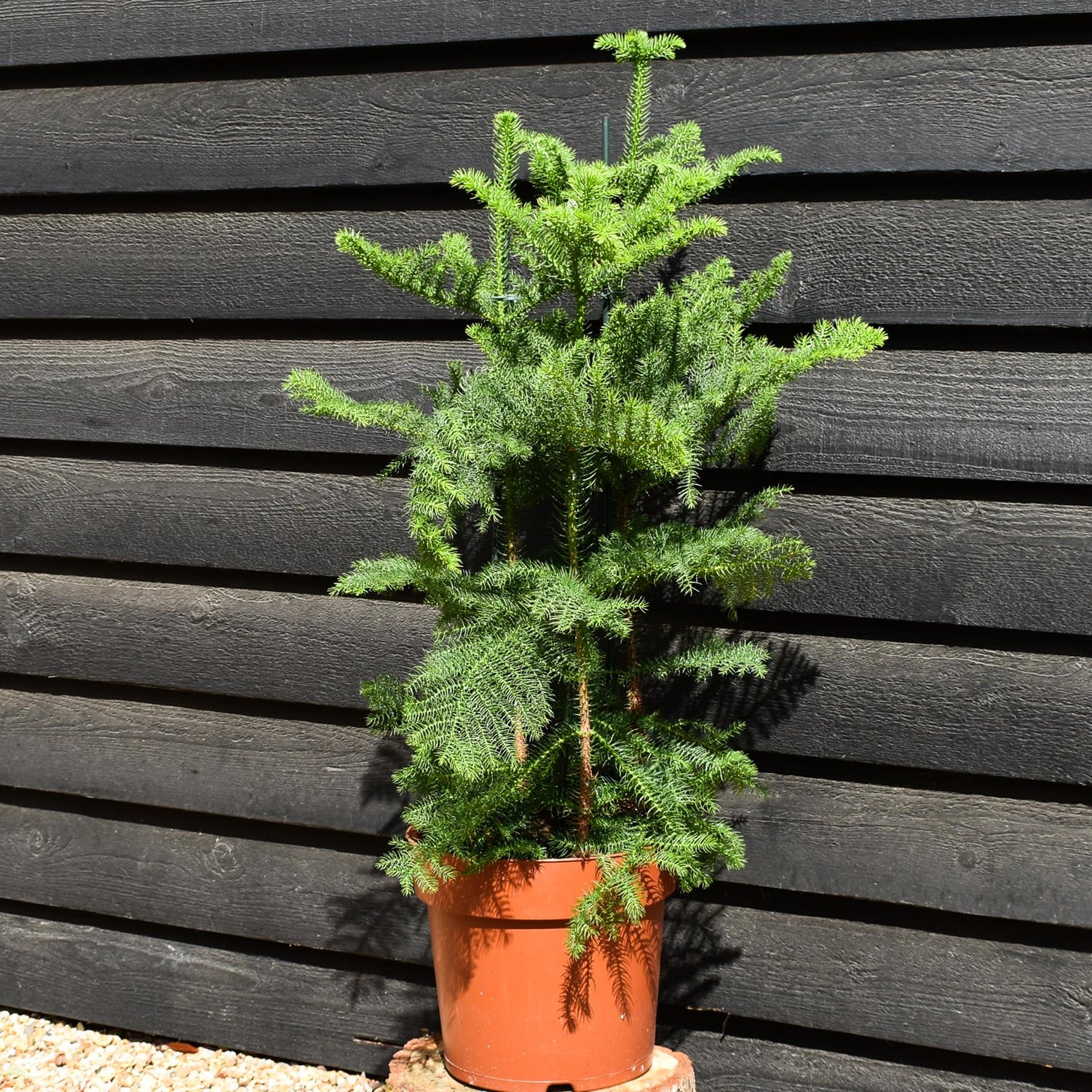 Norfolk Island Pine - Araucaria 'Heterophylla' - House Plant - Multistem - Height 80-100cm - Width 50-70cm - 10lt