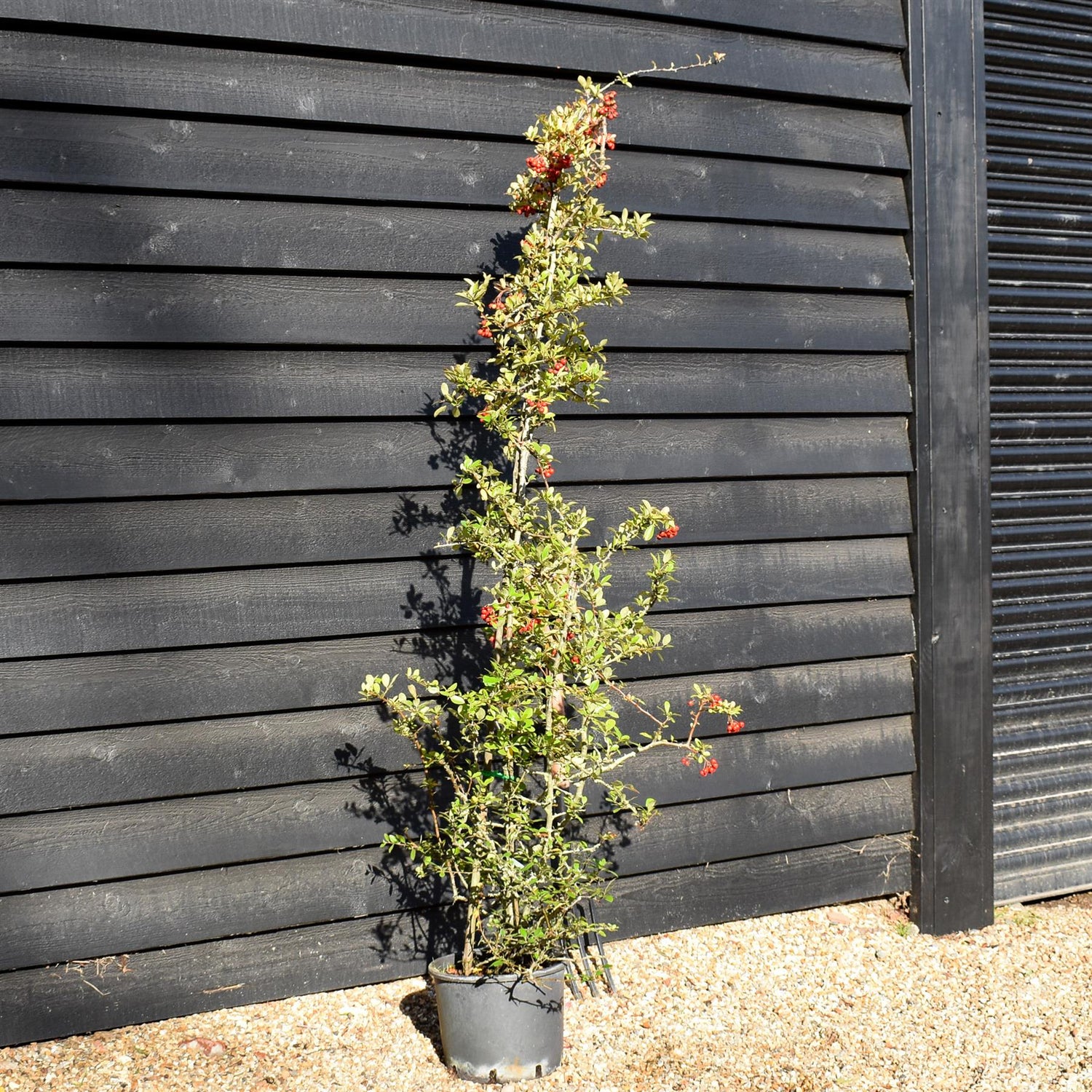 Pyracantha Coccinea Red Column | Red Firethorn - 40-80cm, 10lt