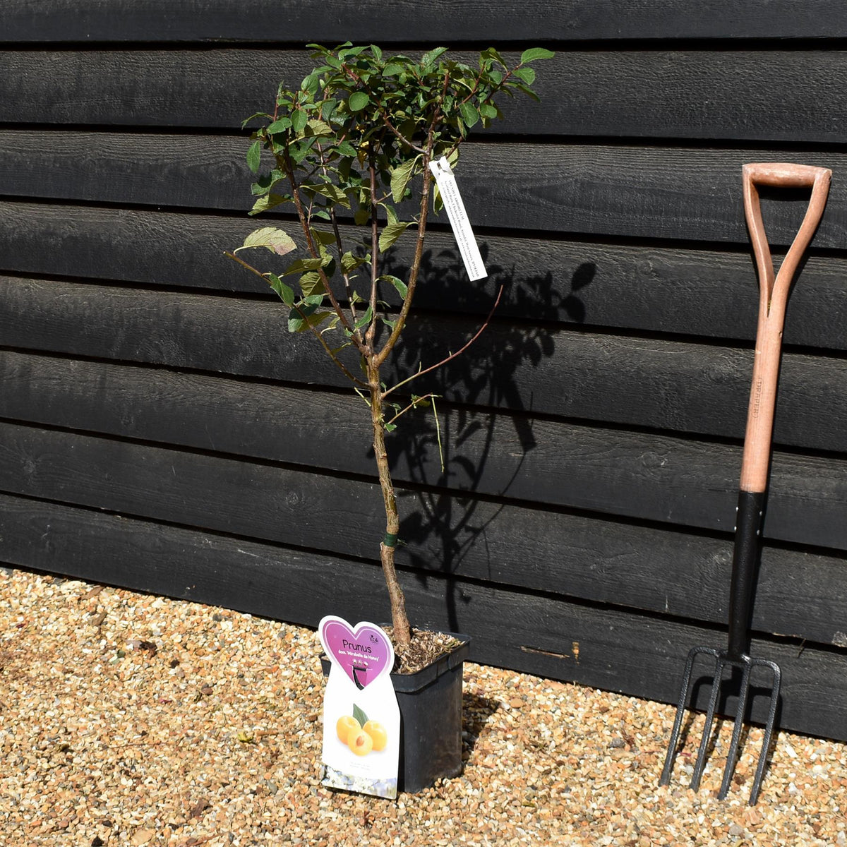 Prunus 'Mirabelle de Nancy' | Cherry plum 'Mirabelle de Nancy' - Patio Rootstock - Height 80-100cm, 7lt
