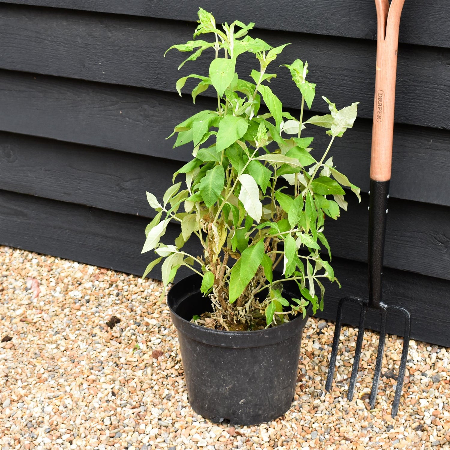 Buddleja Moonshine Butterfly Bush - 40-60cm, 10lt