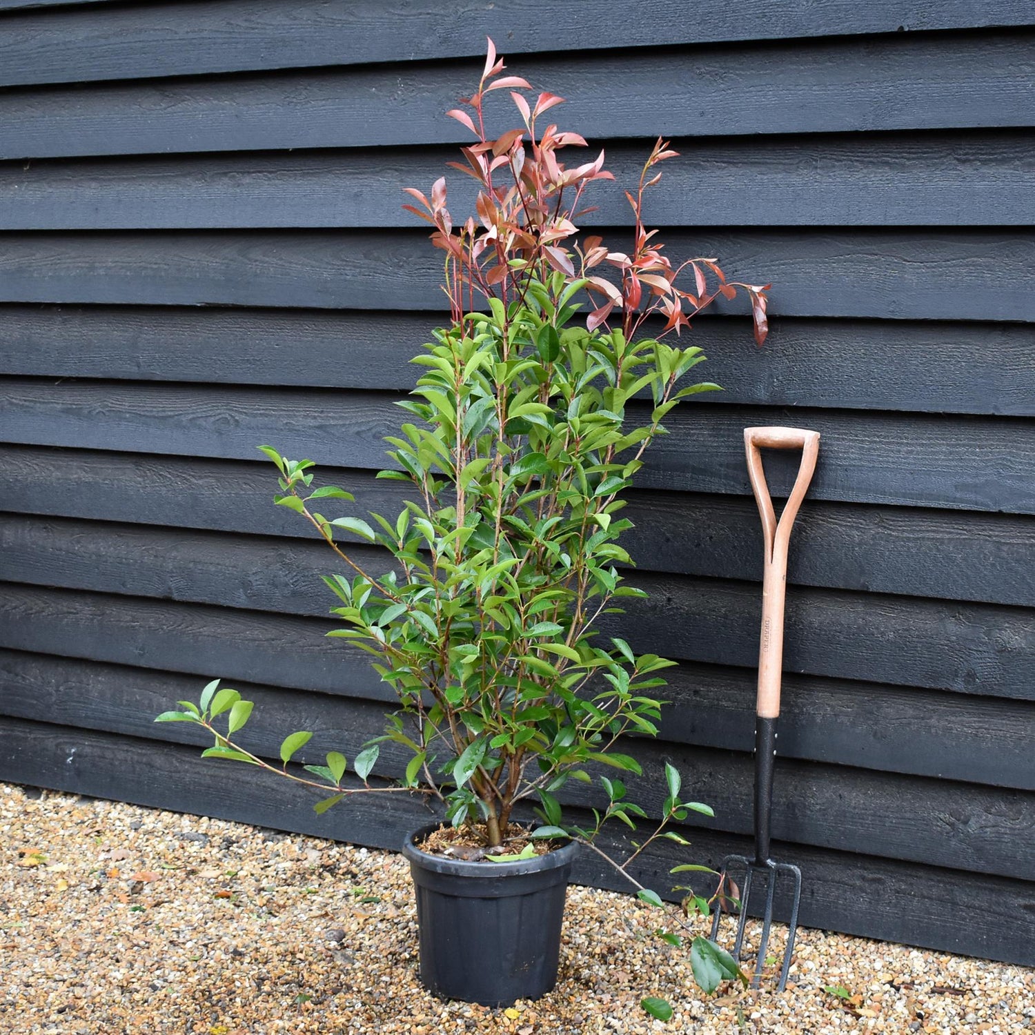 Photinia x fraseri Red Robin - Shrub - Hedging - Bush - Height 130-150cm - 15lt