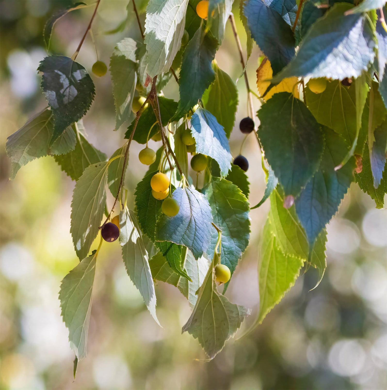 Celtis Australis | European hackberry - Height 200-230cm - Girth 6-8cm - 20lt