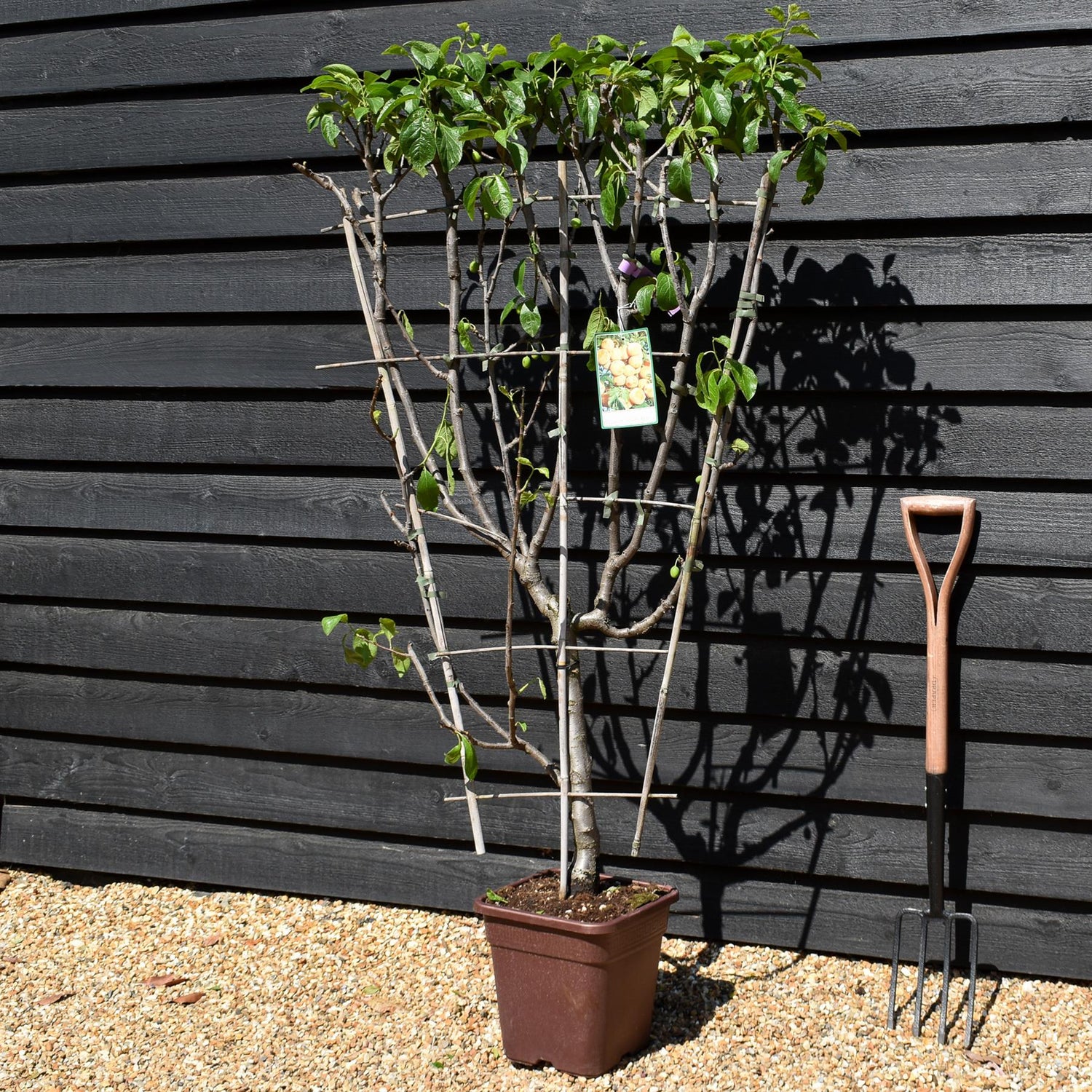 Plum 'Regina Claudia Gialla' - Prunus domestica - Frame - Height 130-140cm - 15lt