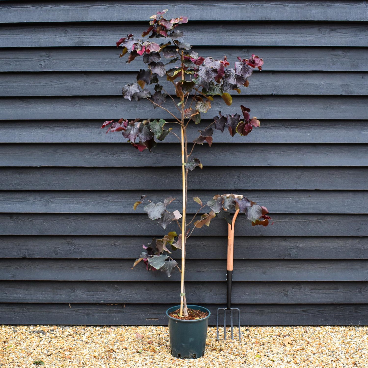 Cercis canadensis 'Ace of Spades' |  Judas trees - Height 170-190cm - Bushy - 12lt