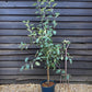 Apple tree 'Braeburn' | Malus domestica - M26 - Dwarfing - 150-160cm - 10lt