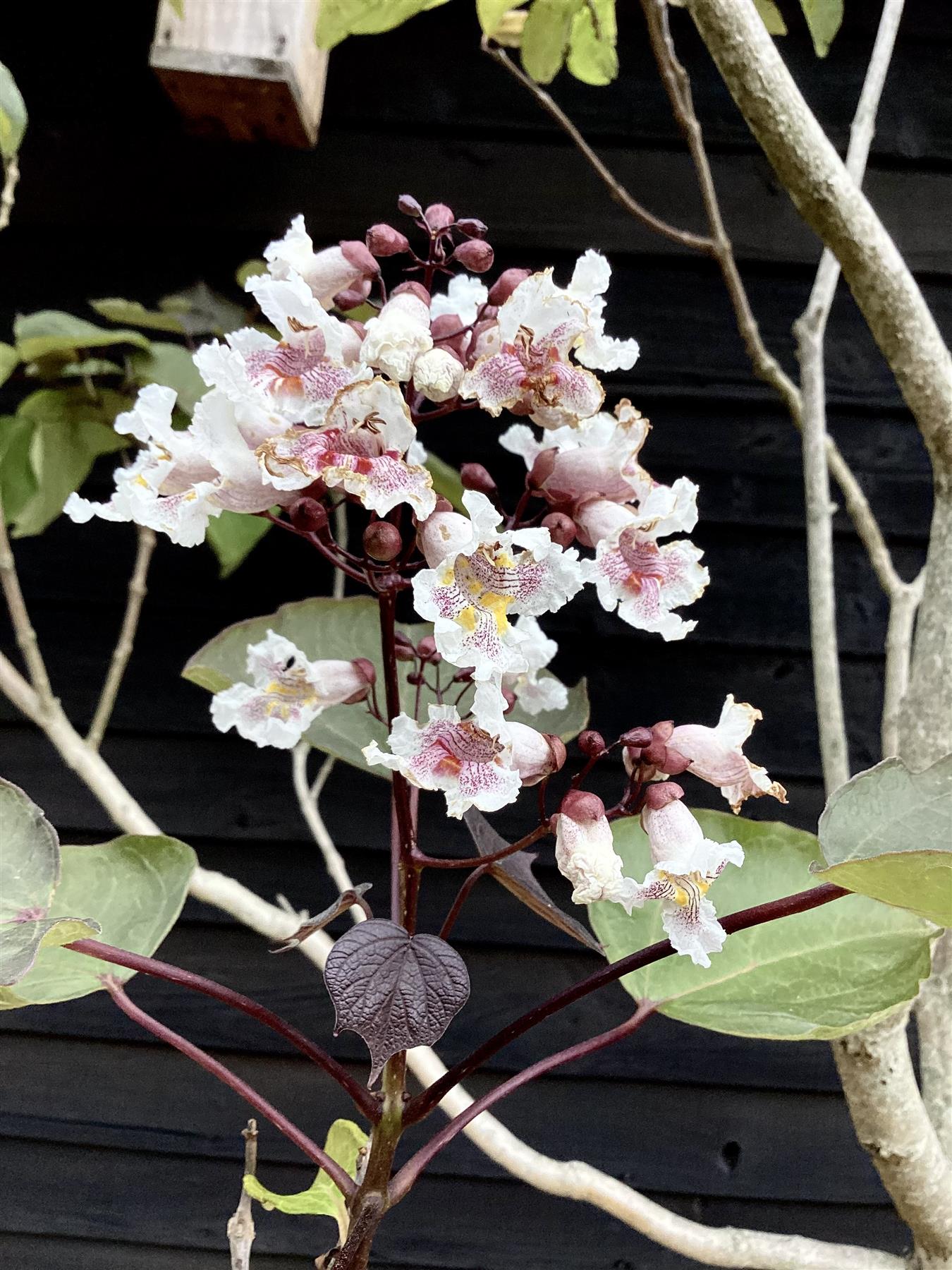 Catalpa erubescens 'Purpurea' | Purple Hybrid Catalpa - 70lt
