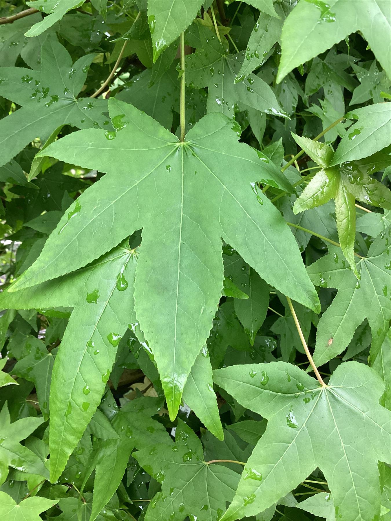 Liquidambar styraciflua | Sweet Gum Tree - 350-370cm, 55lt
