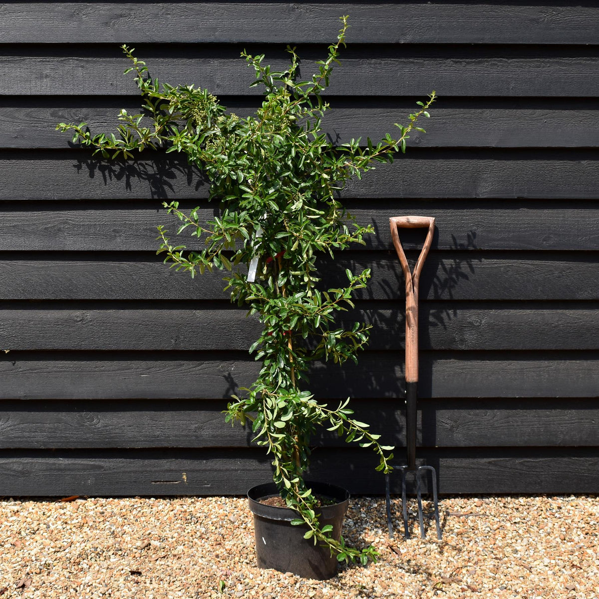 Pyracantha Mohave - Shrub - Height 60-100cm 10lt