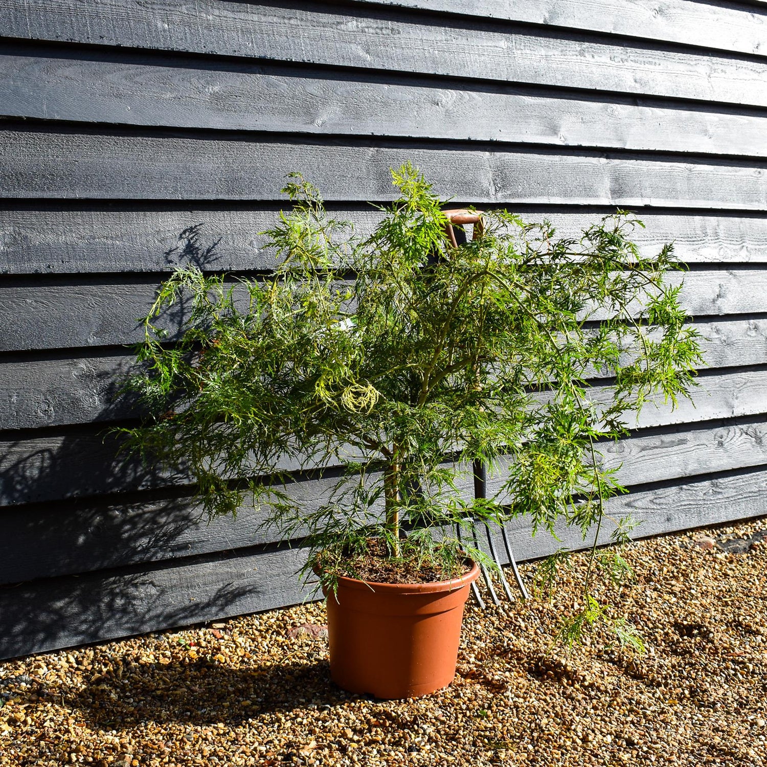 Weeping Japanese maple 'Dissectum' | Acer palmatum 'Dissectum' - Clear Stem 40cm - Height 50-70cm - 15lt
