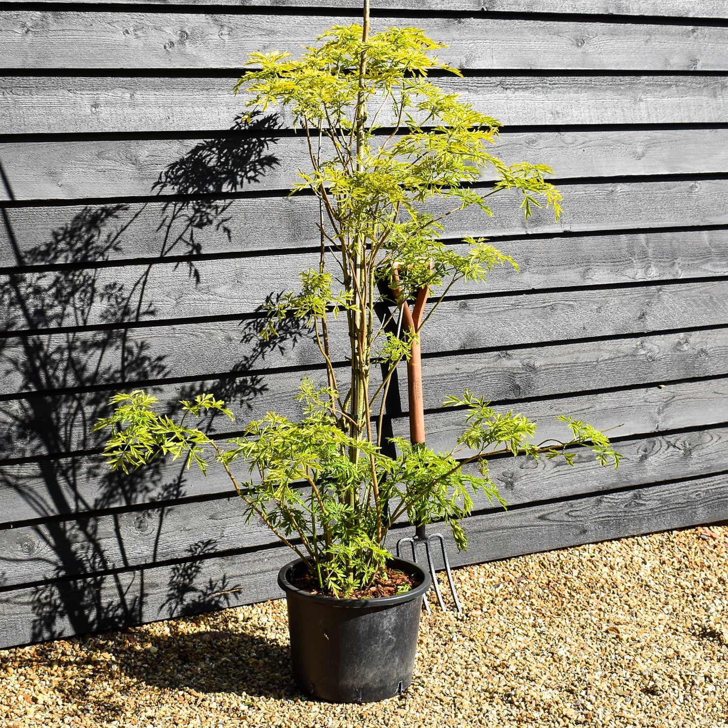 Sambucus Golden Tower - 180-220cm, 20lt
