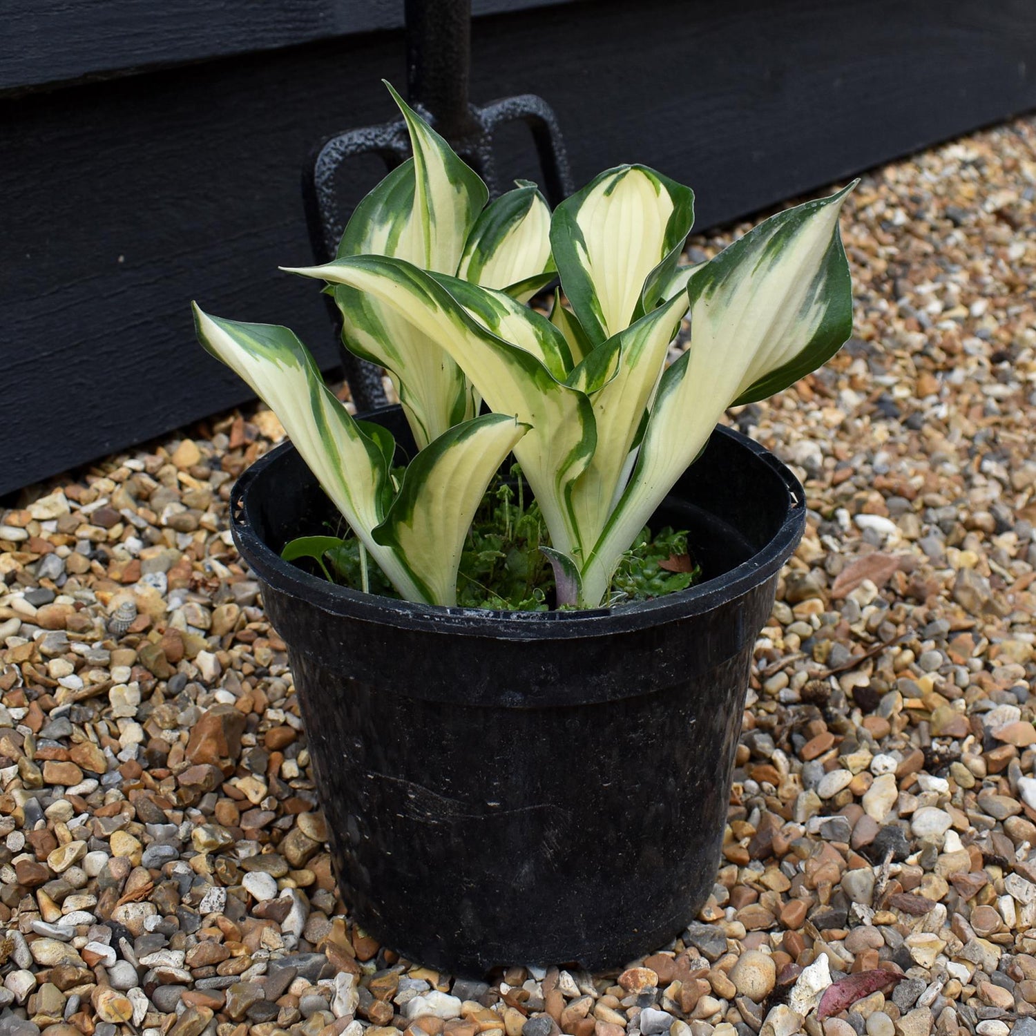 Hosta Plantain Lily Fire & Ice - 10-20cm - 2lt