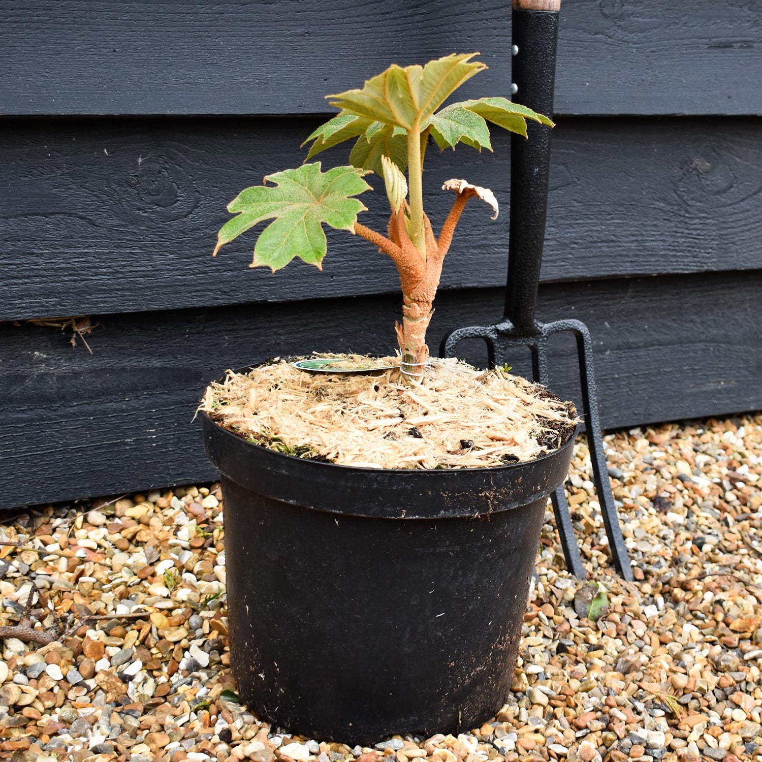 Tetrapanax papyrifera 'Rex' - Shrub - Height 60-80cm - 20lt