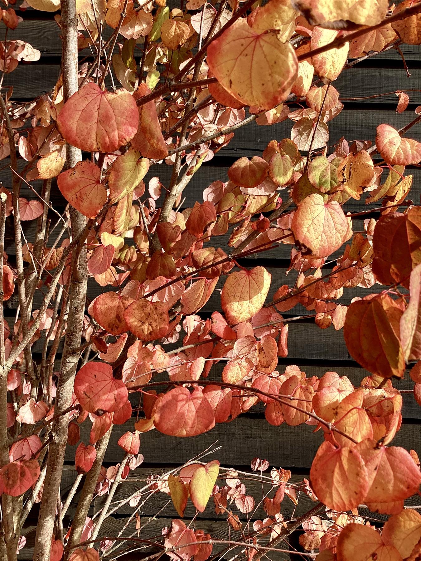 Cercidiphyllum japonicum | Japanese Katsura Tree - 230-250cm, 80lt