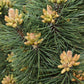 Pinus nigra 'Komet' | Dwarf Mountain Pine - Height 100-110cm - Width 40cm - 25